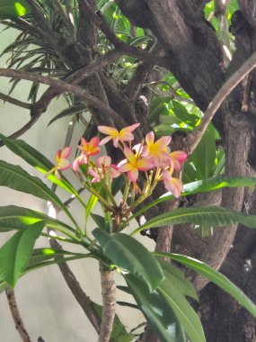 Canlı pembe frangipani plumeria çiçek açar yemyeşil yapraklarla