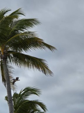 Yalnız kuş bulutlu gökyüzünün altında tropikal palmiye ağacının yanından uçuyor.