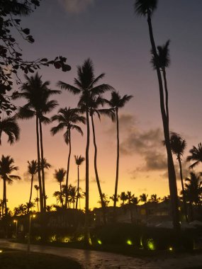 Tropikal palmiye ağaçlarının silueti altın renkli günbatımı gökyüzüne karşı