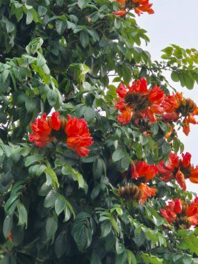 Canlı kırmızı Afrika lale ağacı, yemyeşil yapraklı çiçekler.