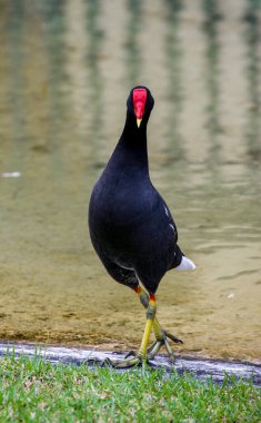 Gallinule 'nin Gölet Kıyısında Yürümesi