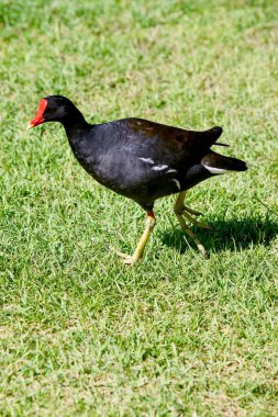 Yeşil Çimlerde Yürüyen Orman tavuğu