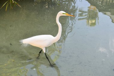 Büyük Akbalıkçıl Sığ suda duruyor