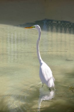 Büyük Akbalıkçıl Yeşil Göl kıyısında yürüyor