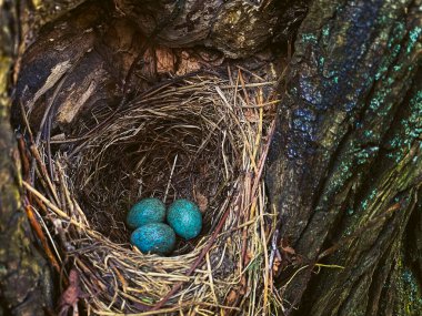 İçi boş bir ağaçta üç yumurta ardıç kuşu şarkısı. Vahşi doğada bahar. Ötücü kuş yuvası. Paskalya için yumurta rengi. Yuvalama zamanı! Bahar geliyor.!