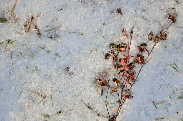 Neve Coberto Terreno Com Folhas Plantas Secas — Fotografia de Stock