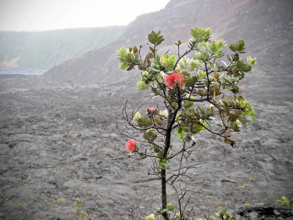 Flowering Ohia Tree Against Barren Gray Volcanic Landscape