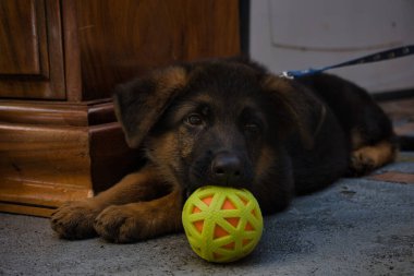 Bir Alman çoban köpeği burnunun dibinde bir topla yatıyor.