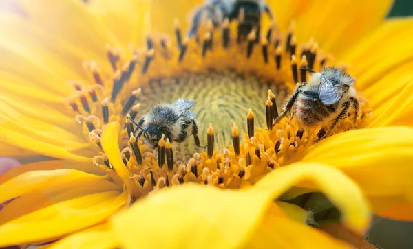 Tres Abejas Polen Una Flor Girasol Hermoso Día Soleado Verano — Foto de Stock