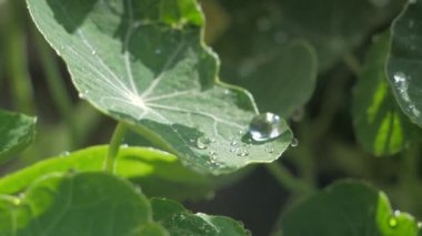 Büyük yeşil yapraklar güneş ışığında.