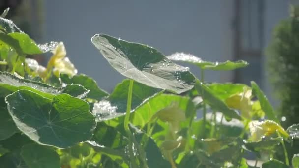 Grandes Feuilles Herbe Verte Lumière Soleil — Video