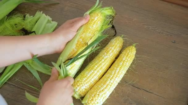 熟したトウモロコシの穂軸を女性の手に — ストック動画