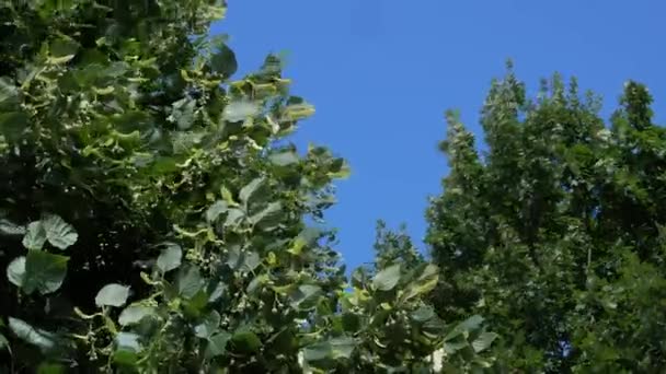 Tilleul Les Branches Érable Balancent Dans Vent Contre Ciel — Video