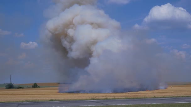 Oheň Pole Zralý Pšenice Plamenech Velké Mraky Kouře Stoupají Obloze — Stock video