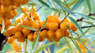 Ağacın tepesindeki deniz dikenleri bahçeyi kaplıyor. Hippophae rhamnoides. Tıbbi fabrika kozmetik ürünleri, petrol üretimi. Vejetaryenlik