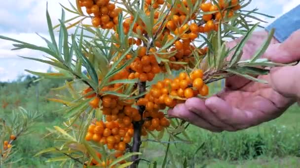 農家の手は庭の低木からクロウメモドキの果実を収集します 一般的な海クロウメモドキHippophaiランノイド ツリーとブッシュフルーツベアリングベリー 秋の収穫 — ストック動画