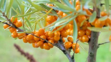 Ağacın tepesindeki deniz dikenleri bahçeyi kaplıyor. Hippophae rhamnoides. Tıbbi fabrika kozmetik ürünleri, petrol üretimi. Vejetaryenlik