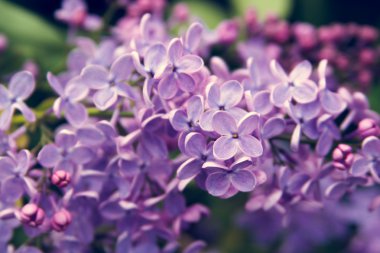 Bahar Eflatun çiçekli dal. Yakın çekim