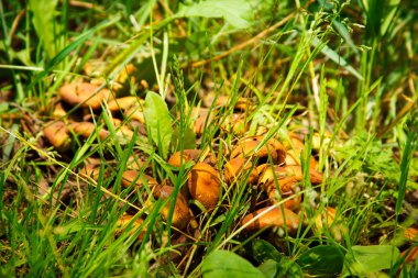 Mantarı mantar çim