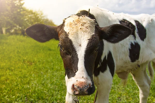 Little calf standing alone in green pasture — Stock Photo, Image