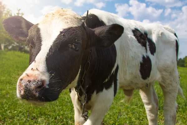 Little calf standing alone in green pasture — Stock Photo, Image