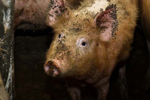 Dirty pig on a traditional farm — Stock Photo, Image