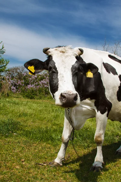 A curious dairy cow stands on a summer pasture — Stock Photo, Image