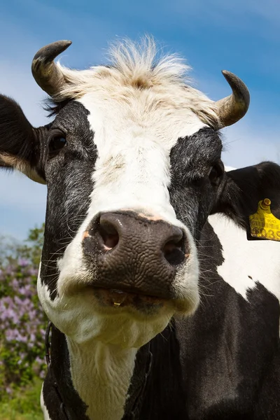 Portrait of a cow on a summer pasture — Stock Photo, Image