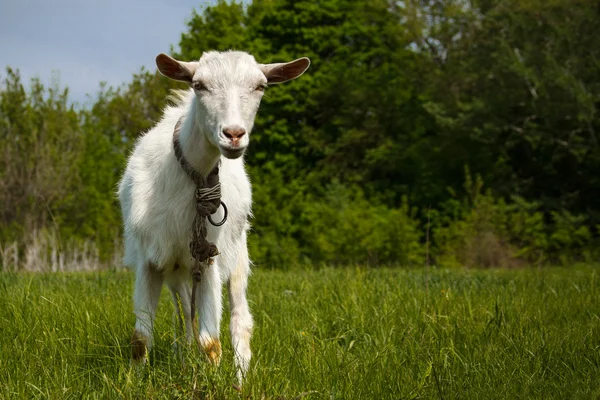 Goat on a green pasture. Looking into camera — Stock Photo, Image