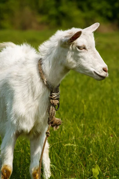 Goat on a green pasture. View profile — Stock Photo, Image