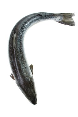 Bütün somon üzerinde beyaz izole