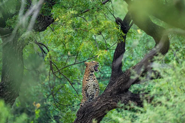 An angry wild leopard or panther on tree trunk in natural monsoon green background at jhalana forest or leopard reserve jaipur rajasthan india - panthera pardus fusca