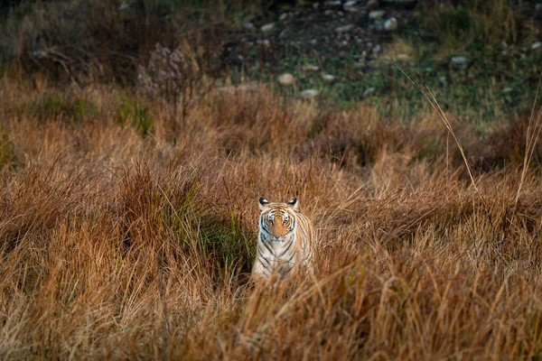 Wild tiger head on at grassland area of dhikala zone of jim corbett national park or tiger reserve uttarakhand india - panthera tigris tigris