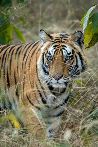 Wild male tiger head on at magdhi zone of bandhavgarh national park or tiger reserve madhya pradesh india - panthera tigris tigris