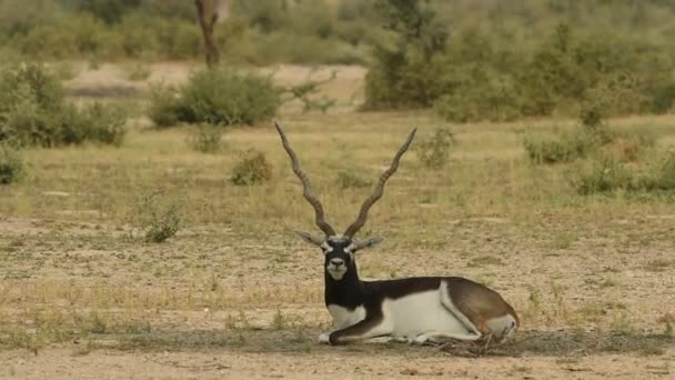 Teljes lövés fekete bak vagy antilope cervicapra vagy indián antilop nyílt területen és legelő tal chhapar szentély rajasthan India