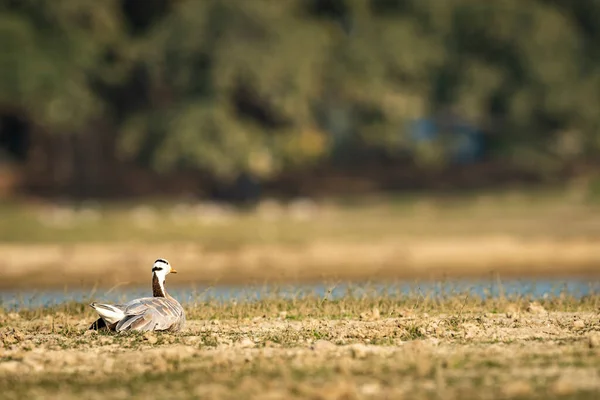 bar-headed or bar headed goose basking in sun in an open field or grassland during winter migration at forest of cental india - anser indicus
