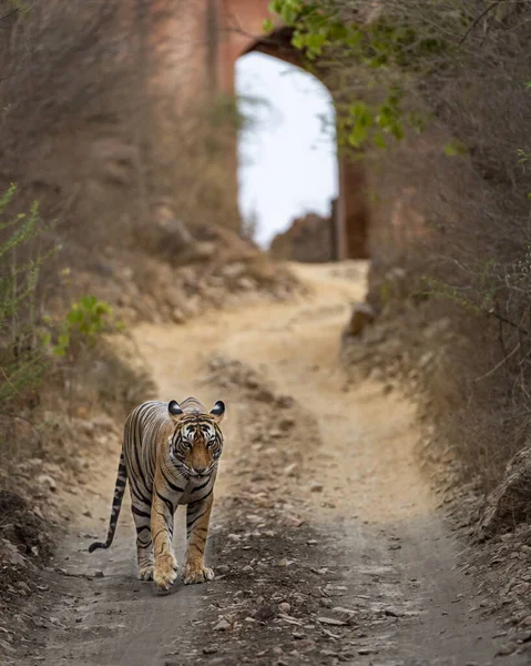 Indian wild royal bengal tiger walking head on with eye contact and ancient wall with door monument or architecture in background at ranthambore national park or tiger reserve india - panthera tigris