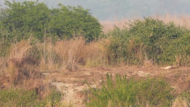 ジムコルベット国立公園やタイガー保護区uttarakhandインドのdhikalaゾーンで自然の景色の背景に休んで野生のロイヤルベンガルトラの広いショット Panthera Tigris Tigris ストック動画 C Sourabhbharti