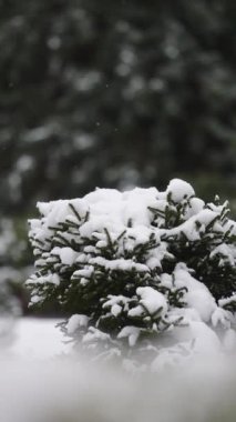 Kışın kar ormanında kar yağışıweather forecast.