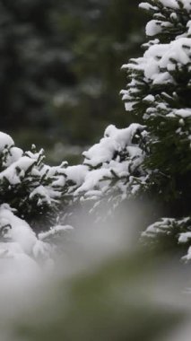 Kışın kar ormanında kar yağışıweather forecast.