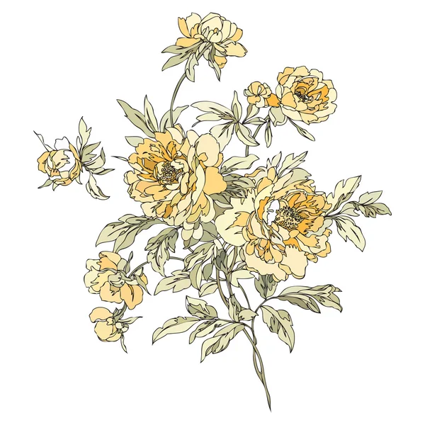 Peonía flores ilustración — Vector de stock