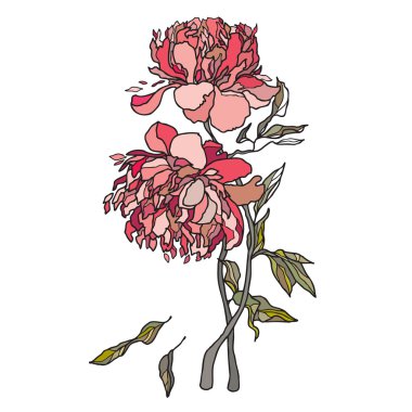 Şakayık çiçekleri illüstrasyon