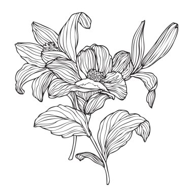 güzel zambak çiçekler