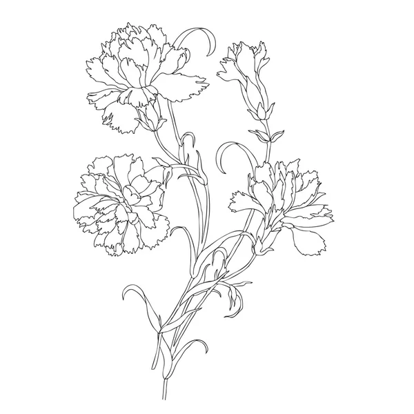 Beautiful cloves flowers — Stock Vector
