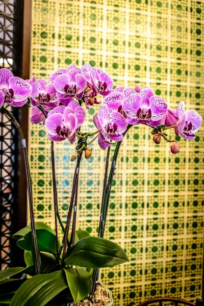 Орхідеї на фоні китаянки — стокове фото