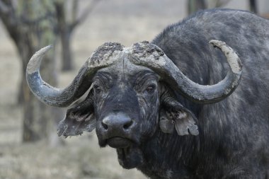 vahşi buffalo