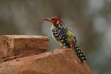 Taş taş üstünde küçük kuş