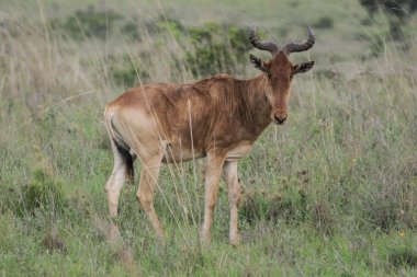 Hartebeest kongoni