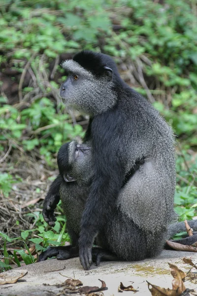 Mère et bébé singes bleus — Photo