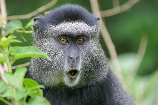 Blue monkey — Stock Photo, Image